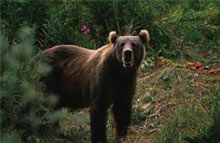 კავკასიური მურა დათვი